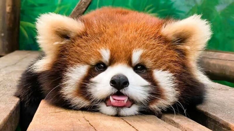 Macau Tour : Pickup + Red Panda + Insurance + Drop-off Hotel - Final Thoughts: Is This Tour Right for You?