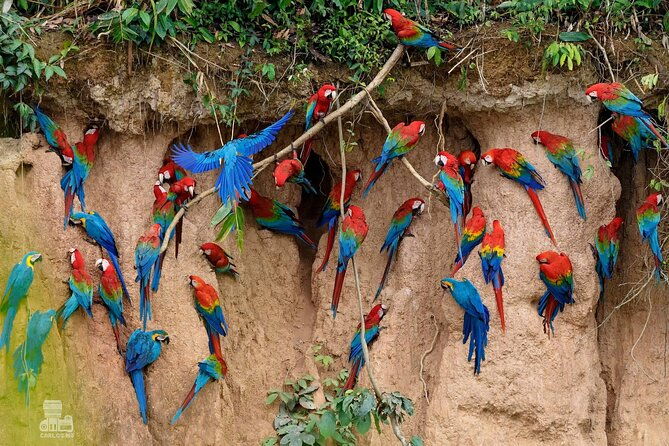 macaw-collpa-sandoval-lake-4-days-3-nights