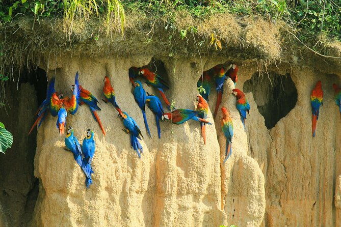 macaw-collpa-sandoval-lake-4-days-3-nights