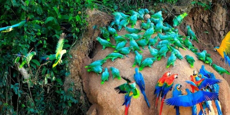 macaw-magic-3-days-at-tambopatas-clay-lick