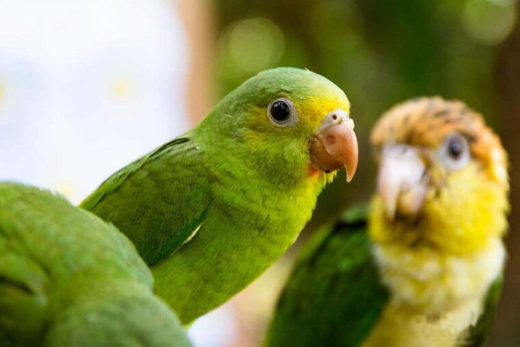 macaw-magic-3-days-at-tambopatas-clay-lick