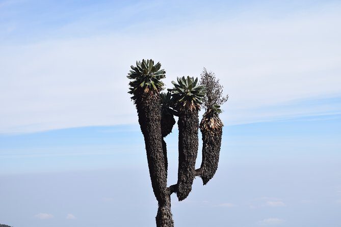 Machame Route 7 Days 6 Nights /Kilimanjaro Climb - What to Expect from the Machame Route