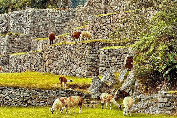 machu-picchu-by-train-full-day