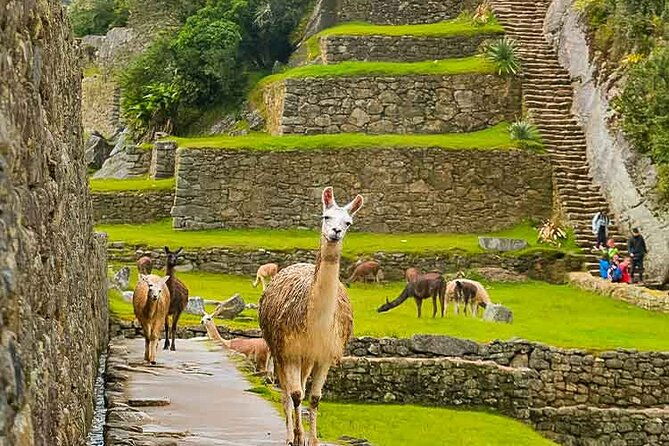 machu-picchu-day-trip-from-ollantaytambo-urubamba