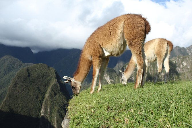 machu-picchu-tour-from-cusco-full-day