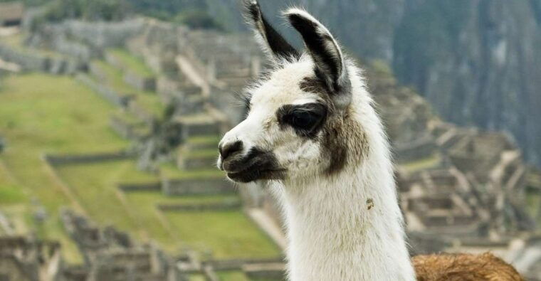 machu-picchu-tour-huayna-picchu-mountain-2