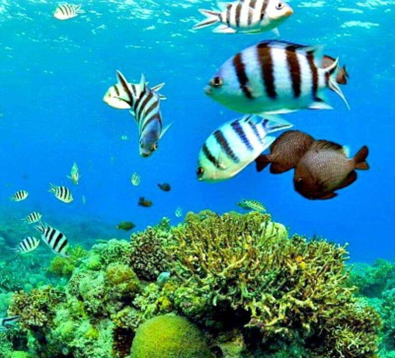mactan-cebu-island-hopping-boat-tour-with-lunch