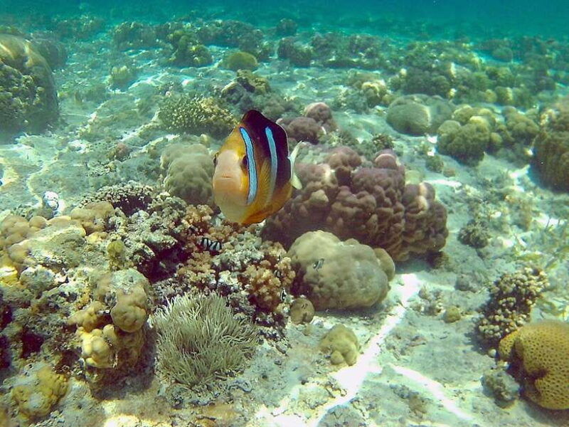 mactan-cebu-island-hopping-boat-tour-with-lunch