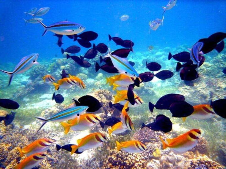 mactan-cebu-island-hopping-boat-tour-with-lunch