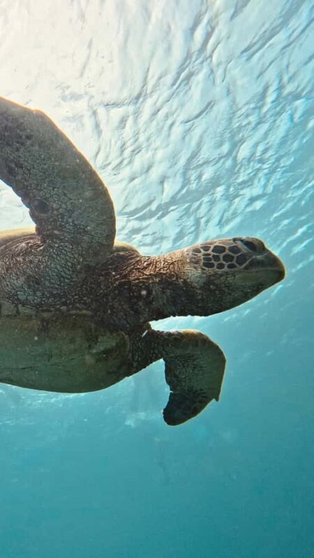 Mactan: Freediving and Island Hopping with lunch - Key Points