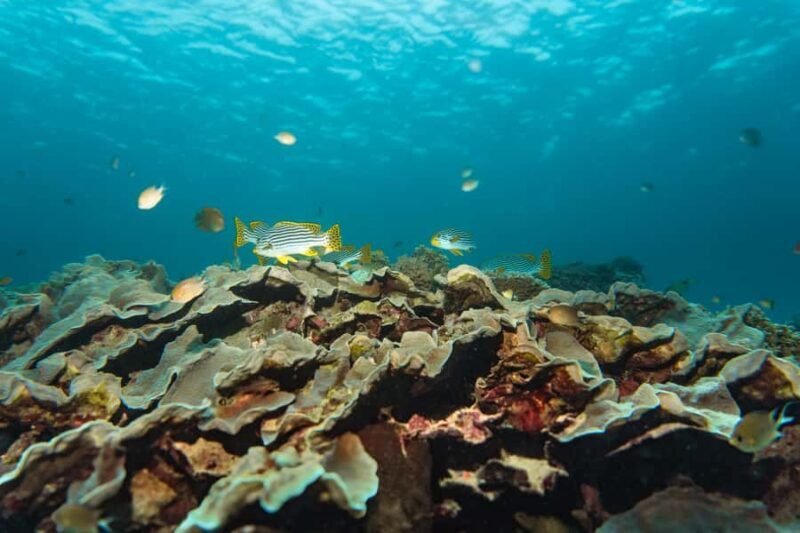 Mactan: Freediving and Island Hopping with lunch - Considerations Before Booking