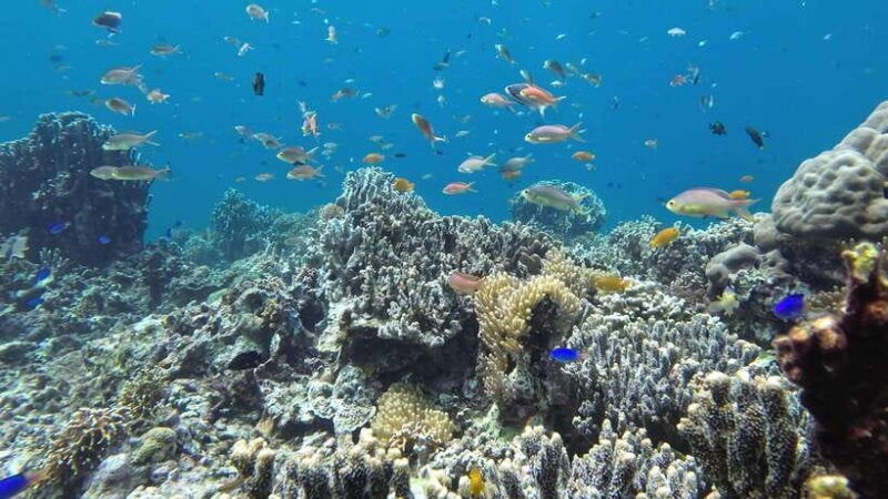 mactan-island-hopping-gilutungan-caohagan-nalusuan-lunch