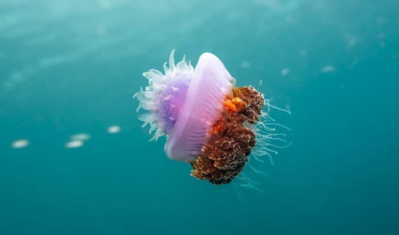 Mactan Sanctuary: Discover Scuba Diving, Island Hop, & Lunch - Frequently Asked Questions