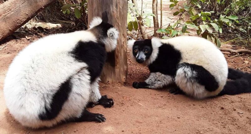 Madagascar: Indri Lemur Encounter Experience 4-days trip - Key Points