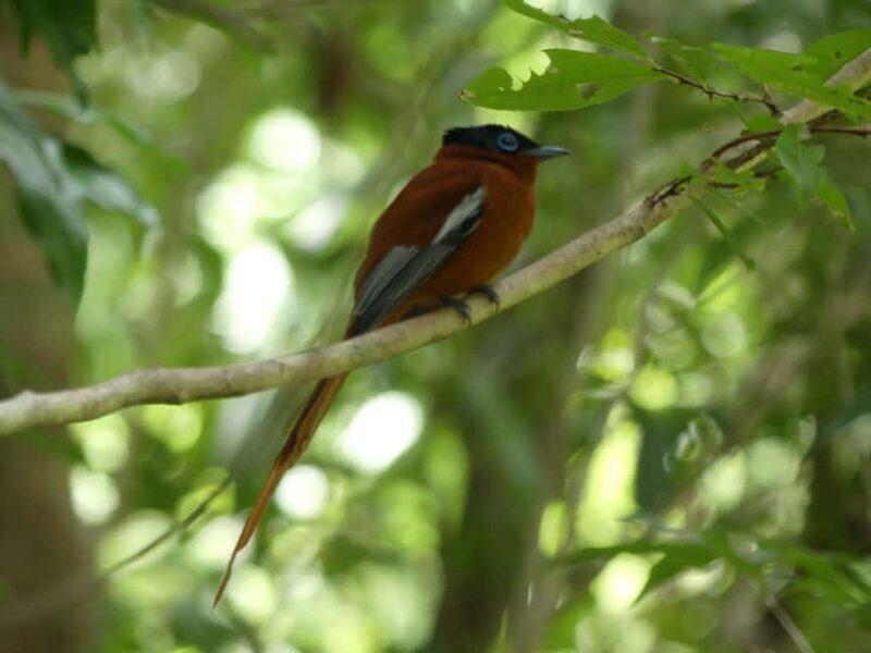 Madagascar: Nature and Discovery Tour - Key Points