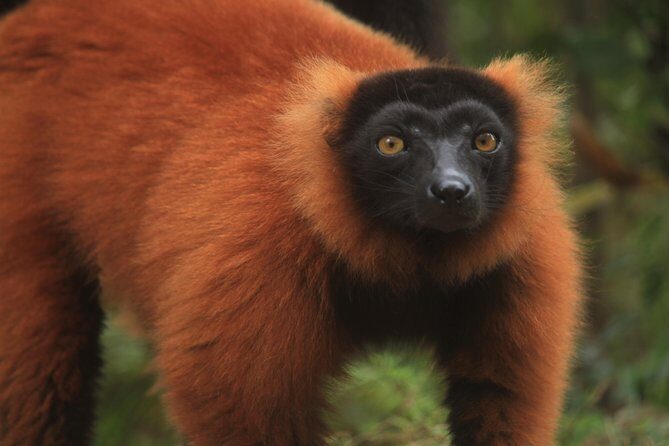 Madagascar Wildlife Tour for 02 days - A Deep Dive Into the Madagascar Wildlife Tour