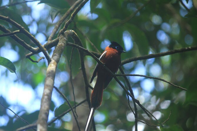 Madagascar Wildlife Tour for 02 days - FAQs