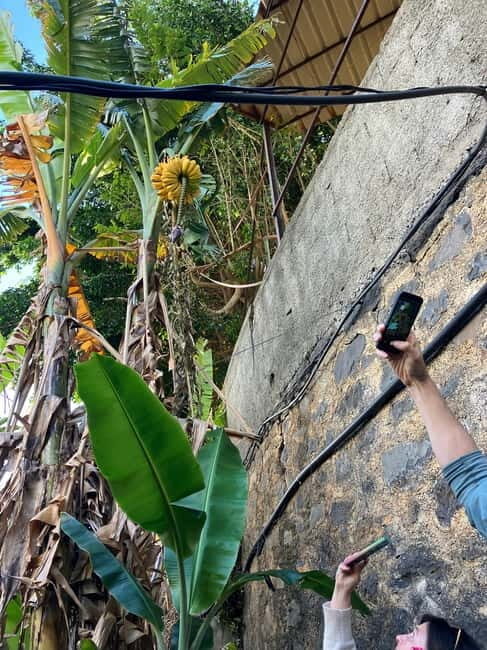 Madeira: Banana Plantation Guided Tour with Tasting - Key Points