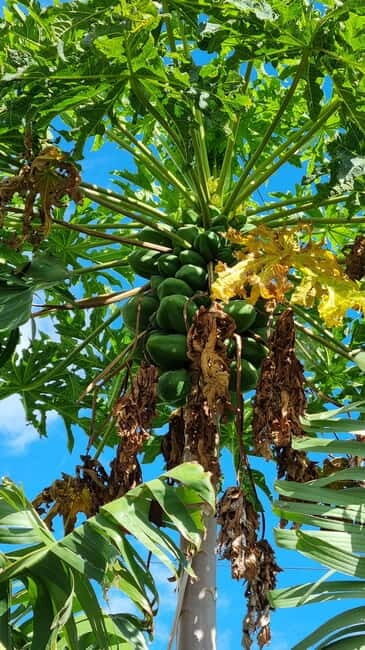 Madeira: Banana Plantation Guided Tour with Tasting - What the Reviews Reveal