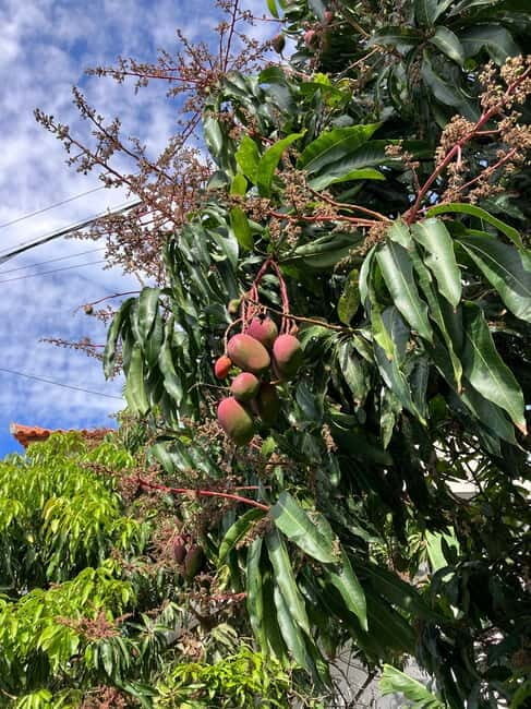Madeira: Banana Plantation Guided Tour with Tasting - FAQ