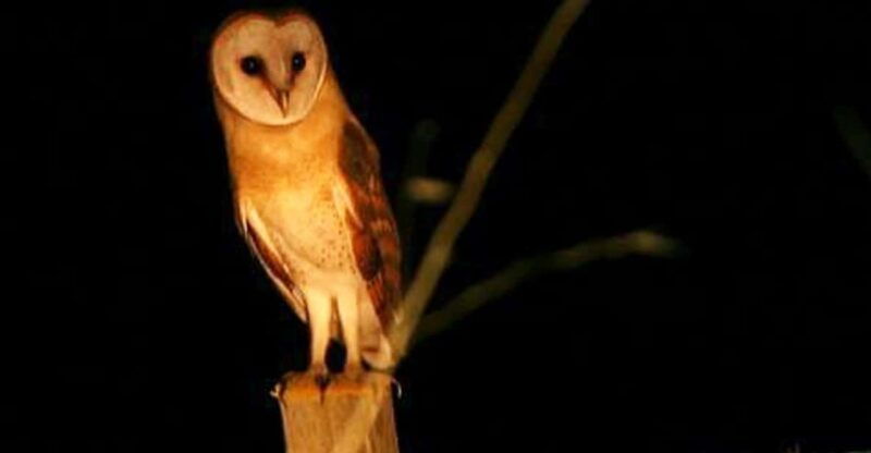 madeira-barn-owl-watching