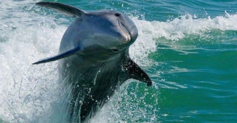 Madeira Beach: Egmont Key Snorkeling and Dolphin Cruise - The Full Experience: What to Expect