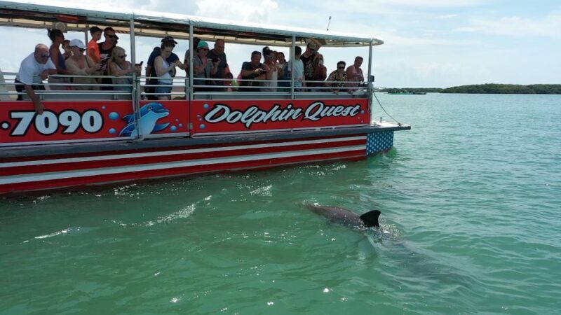 Madeira Beach: Guided Dolphin Watching Eco-Friendly Cruise - An In-Depth Look at the Experience