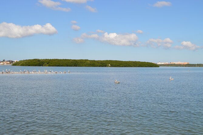 madeira-beach-shell-key-dolphins-half-day-private-boat-tour
