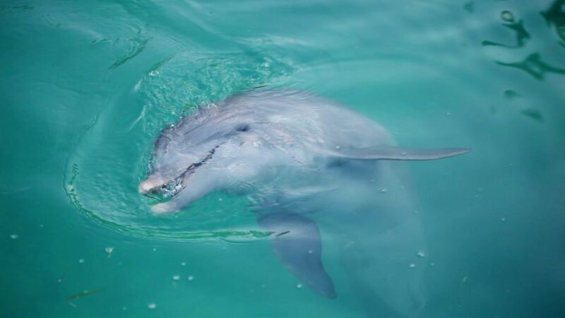 Madeira Beach: Sightseeing Cruise to John's Pass with Guide - Value for Money