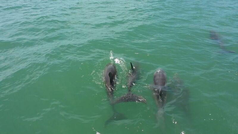 Madeira Beach: Sightseeing Cruise to John's Pass with Guide - Practical Tips for Your Trip