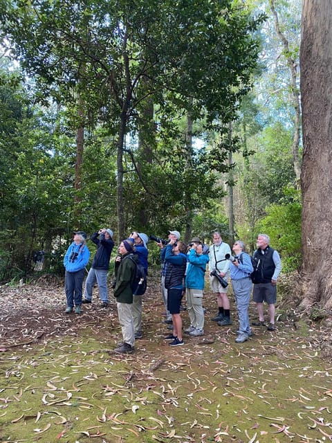 madeira-birdwatching-the-endemics