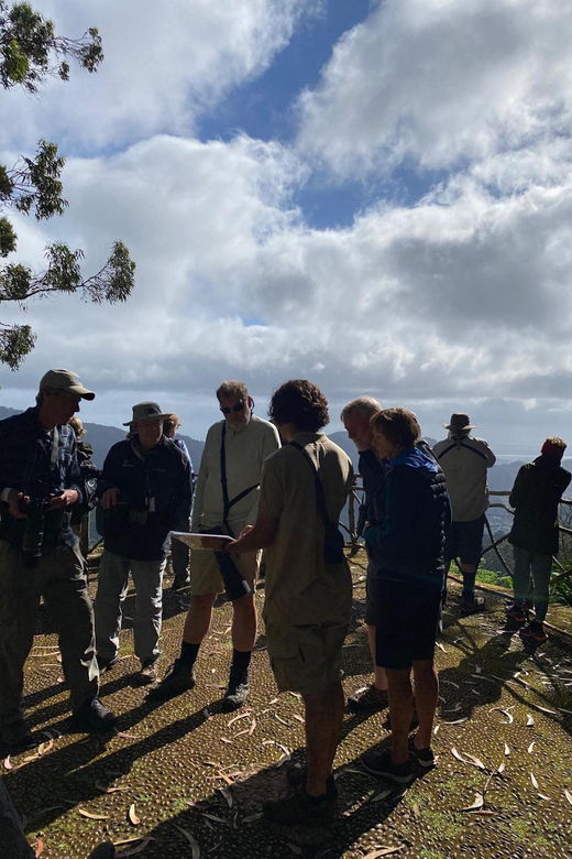 madeira-birdwatching-the-endemics