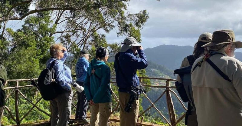 madeira-birdwatching-the-endemics