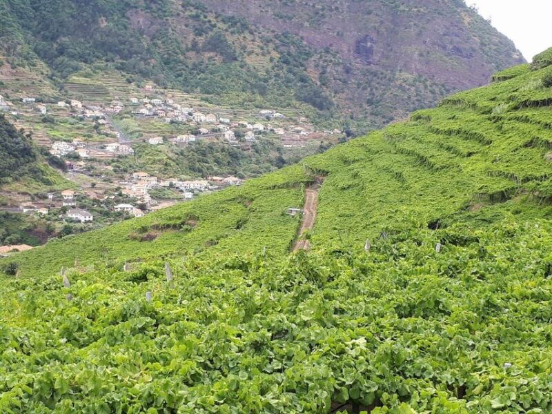 madeira-cabo-girao-wine-tasting-serra-dagua-jeep-tour