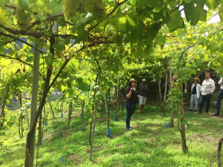 madeira-cabo-girao-wines-experience-and-dolphins-watching