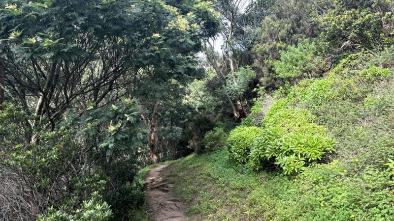 madeira-cliff-hanger-vereda-larano-hike-machico