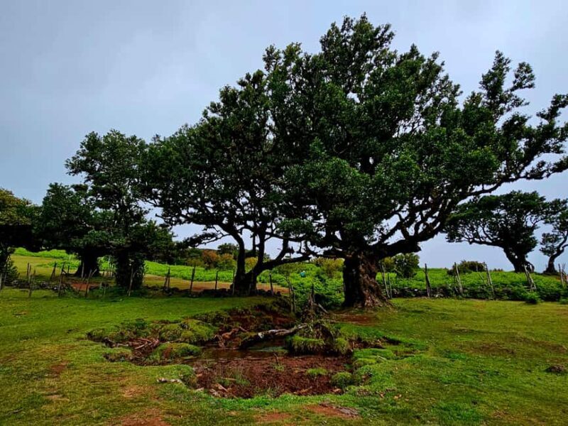 Madeira: Comfortable private tour with views and local guide (up to 4 people) - Practical Details: Transportation, Pricing, and Booking
