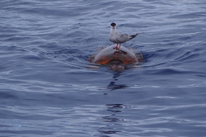madeira-dolphin-and-whale-watching-on-a-ecological-catamaran