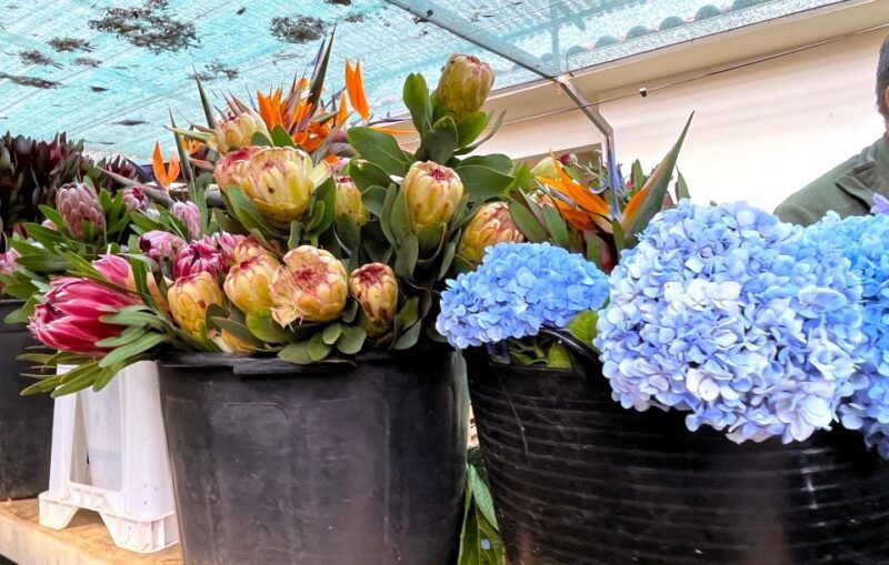madeira-east-coast-sao-lourenco-local-farmers-market