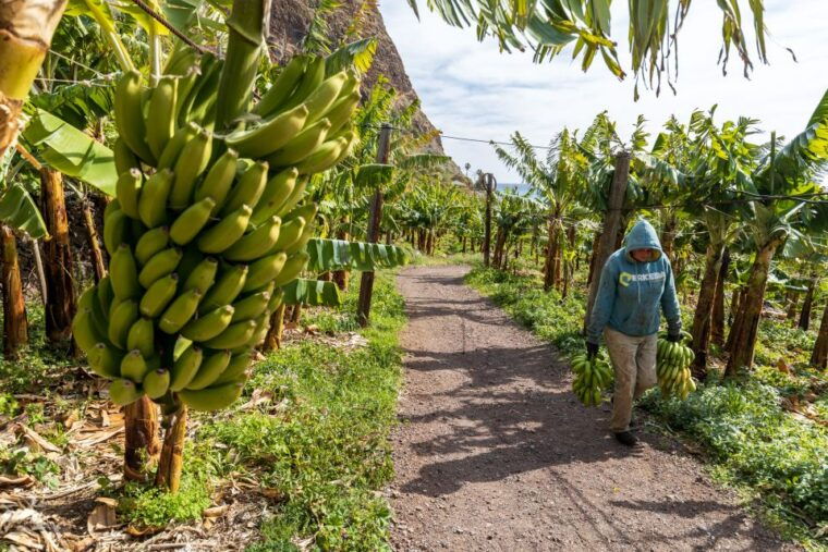 madeira-faja-dos-padres-private-sightseeing-tour