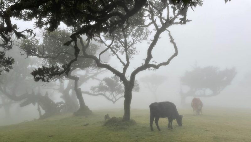 madeira-fanal-forest-and-cabo-girao-for-cruise-ship