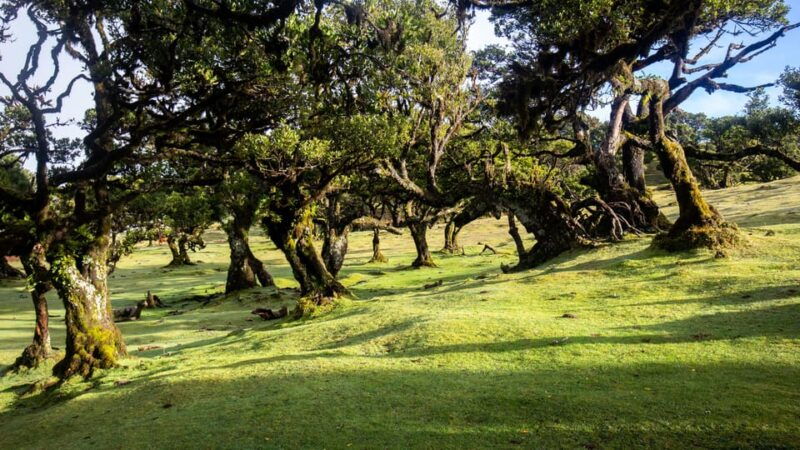 madeira-fanal-forest-and-cabo-girao-for-cruise-ship