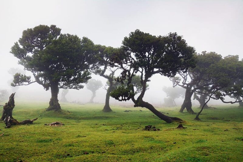 madeira-fanal-forest-and-cabo-girao-for-cruise-ship