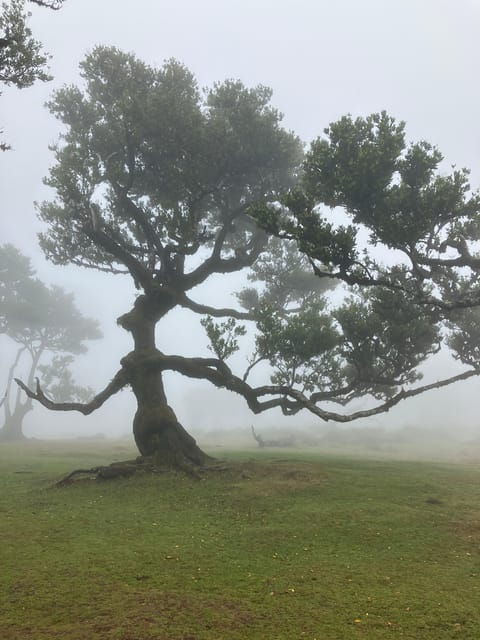 madeira-fanal-forest-tree-connection-ceremony-picnic
