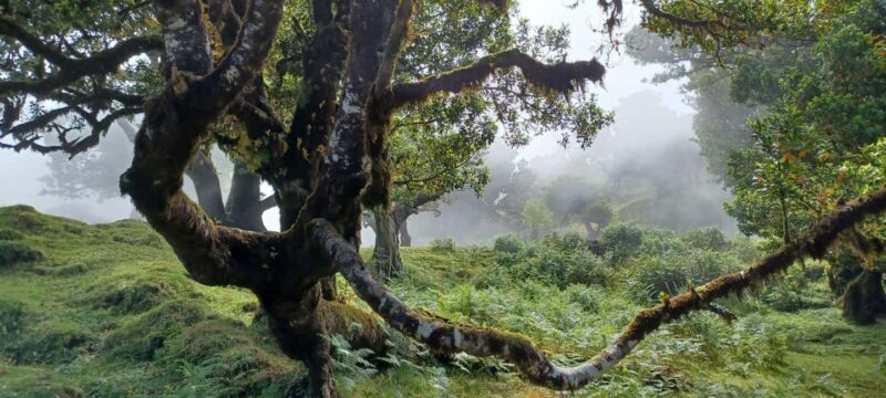 Madeira: Fanal Forest Walk & Meal - Key Points