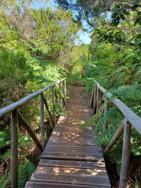Madeira: Fanal Forest Walk & Meal - An In-Depth Look at the Fanal Forest Walk & Meal Tour