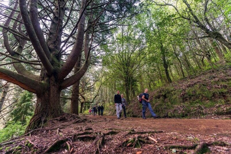 madeira-full-day-laurel-forest-guided-walking-tour