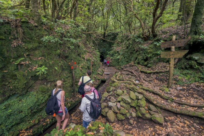 madeira-full-day-laurel-forest-guided-walking-tour