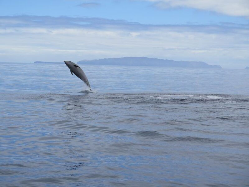 madeira-guaranteed-whales-or-dolphins-watching-tour