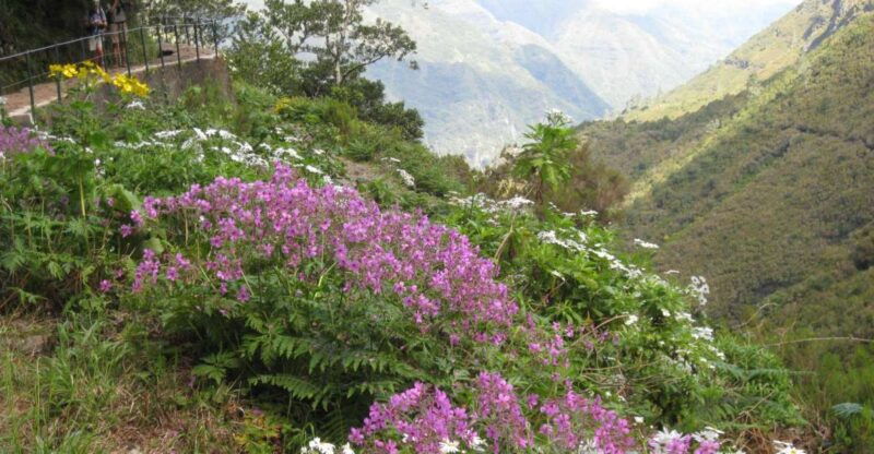 madeira-guided-full-day-rabacal-walk